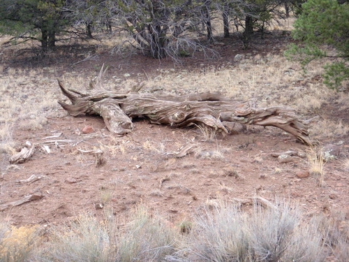 A knurly old cedar skeleton.
